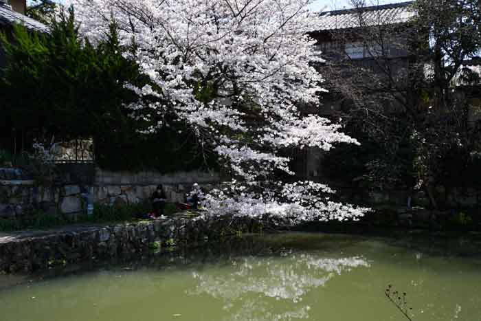 近江八幡八幡堀の桜。満開まであと数日といったところでした。