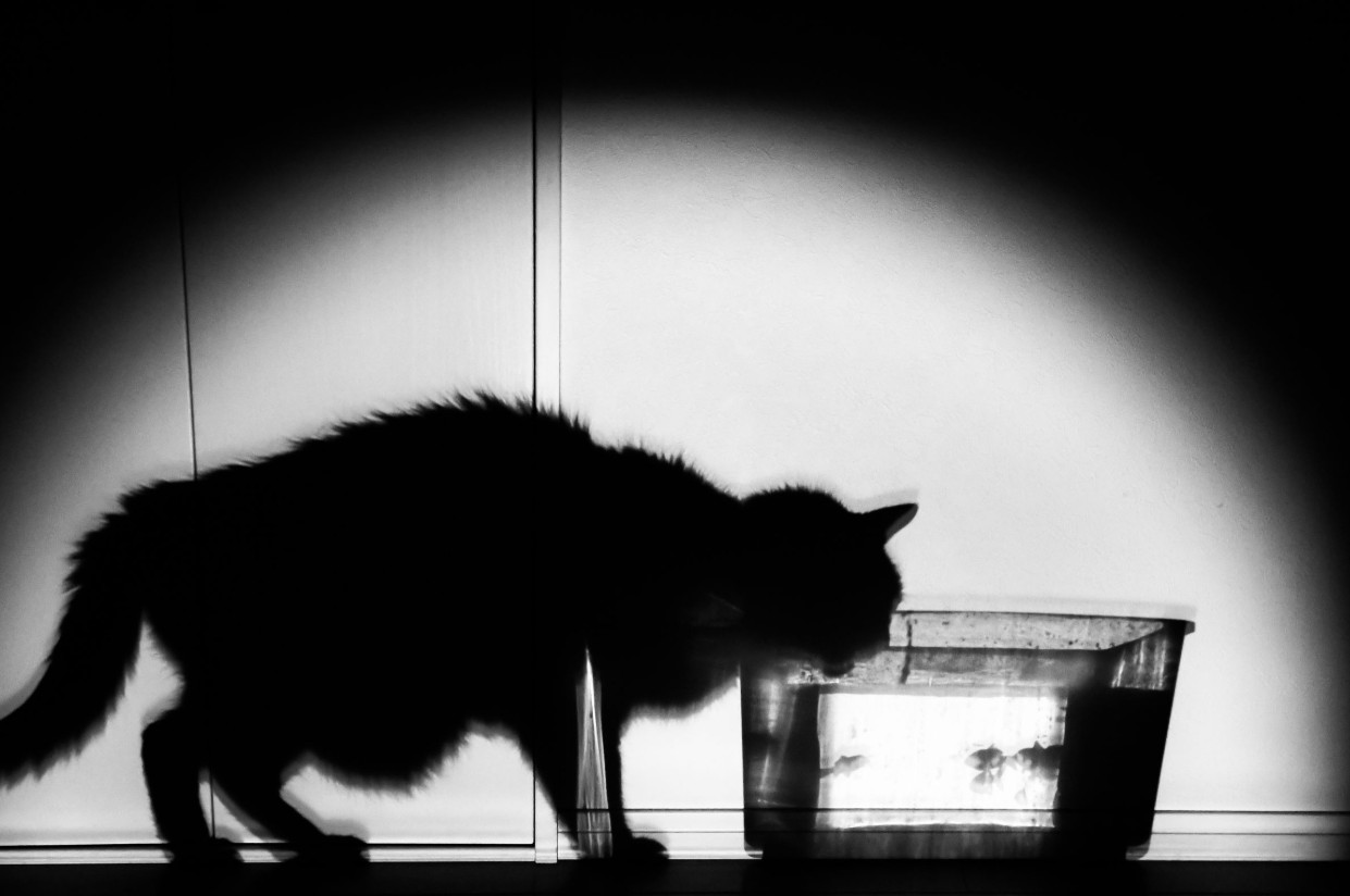 デジタルカメラマガジン2026年1月号入選作品「I　aim」今は天国に行ってしまった飼い猫が金魚は入った水槽の水をうまそうに飲んでいる姿をLEDライトの影で表現。