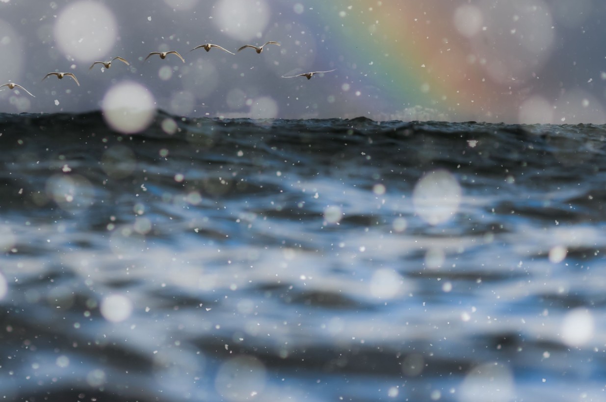 デジタルカメラマガジン2026年1月号風景写真冬部門入選作品「水面の幻翔」。冬の湖北（滋賀県長浜市）、シベリアから渡ってきたコハクチョウの姿を水面ぎりぎりに、180ｍｍの望遠マクロレンズで切り取った一枚。対岸には太陽の光が差し大きな虹が見えました。