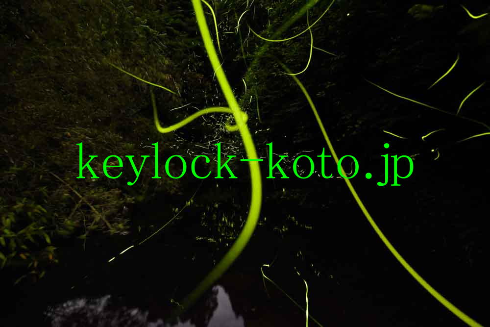滋賀県蒲生郡日野町、山中を流れる水路のホタル。滋賀県近江八幡市の鍵屋