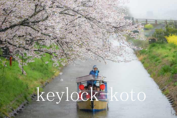 近江八幡の春の見どころ、水郷の桜。雨がしとしと降り注ぐ中での桜見物も風情があっていいですよ。撮影：滋賀県近江八幡市の鍵屋、キー・ロック・サービス湖東・湖北エリア出張所